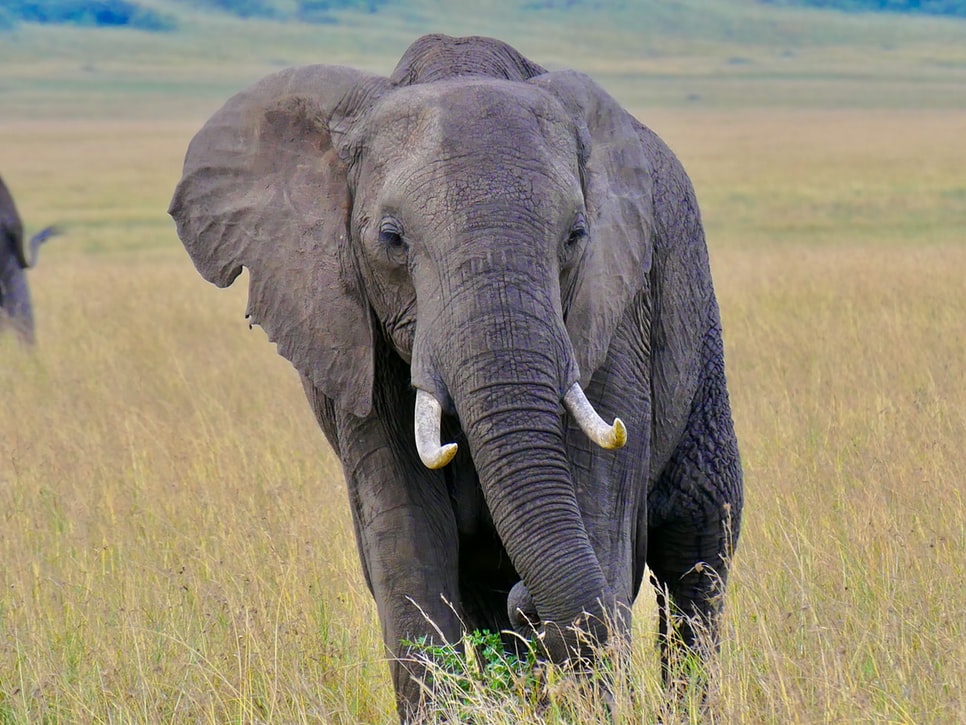 Safari Kenia